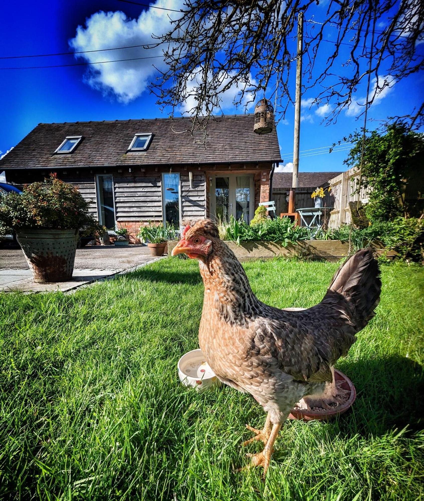 The Dorm Bed And Breakfast Eccleshall Exteriér fotografie